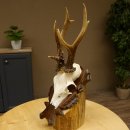 Rehgeweih Reh ungerader 8 ender Gehörn Bock Rehgehörn Geweih Schild 609.85