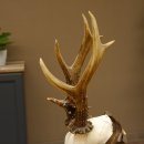 Rehgeweih Reh ungerader 8 ender Gehörn Bock Rehgehörn Geweih Schild 609.85