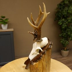 Rehgeweih Reh ungerader 8 ender Gehörn Bock Rehgehörn Geweih Schild 609.85