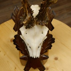 Rehgeweih Reh ungerader 8 ender Gehörn Bock Rehgehörn Geweih Schild 609.85