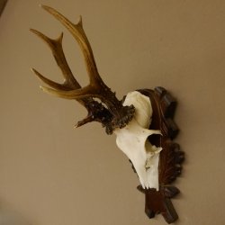 Rehgeweih Reh ungerader 8 ender Gehörn Bock Rehgehörn Geweih Schild 609.85