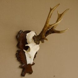 Rehgeweih Reh ungerader 8 ender Gehörn Bock Rehgehörn Geweih Schild 609.85