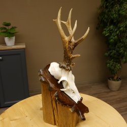 Rehgeweih Reh ungerader 8 ender Gehörn Bock Rehgehörn Geweih Schild 609.85