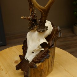 Rehgeweih Reh ungerader 8 ender Gehörn Bock Rehgehörn Geweih Schild 609.85