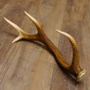 Rothirsch Stange 8 ender Gewicht 0,92 kg Länge 56 cm...