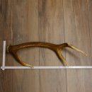 Rothirsch Stange 8 ender Gewicht 0,92 kg Länge 56 cm...