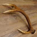 Rothirsch Stange 8 ender Gewicht 0,92 kg Länge 56 cm Hirsch abgesägt 71.1.186