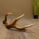 Rothirsch Stange 8 ender Gewicht 0,92 kg Länge 56 cm Hirsch abgesägt 71.1.186