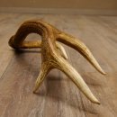 Rothirsch Stange 8 ender Gewicht 0,92 kg Länge 56 cm Hirsch abgesägt 71.1.186