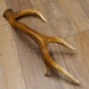 Rothirsch Stange 8 ender Gewicht 0,92 kg Länge 56 cm Hirsch abgesägt 71.1.186