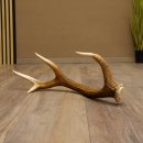 Rothirsch Stange 8 ender Gewicht 0,92 kg Länge 56 cm Hirsch abgesägt 71.1.186