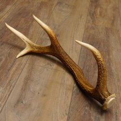 Rothirsch Stange 8 ender Gewicht 0,92 kg Länge 56 cm Hirsch abgesägt 71.1.186
