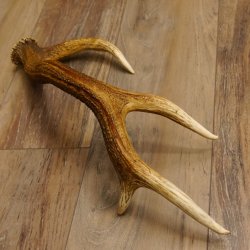 Rothirsch Stange 8 ender Gewicht 0,92 kg Länge 56 cm Hirsch abgesägt 71.1.186