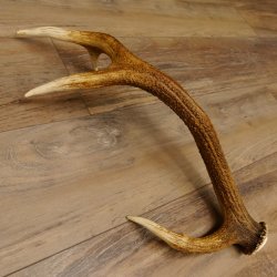 Rothirsch Stange 8 ender Gewicht 0,92 kg Länge 56 cm Hirsch abgesägt 71.1.186