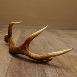 Rothirsch Stange 8 ender Gewicht 0,92 kg Länge 56 cm Hirsch abgesägt 71.1.186
