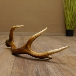 Rothirsch Stange 8 ender Gewicht 0,92 kg Länge 56 cm Hirsch abgesägt 71.1.186