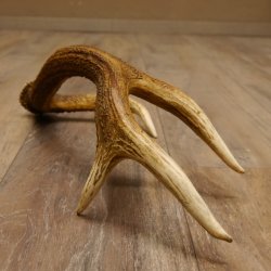 Rothirsch Stange 8 ender Gewicht 0,92 kg Länge 56 cm Hirsch abgesägt 71.1.186