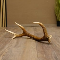 Rothirsch Stange 8 ender Gewicht 0,92 kg Länge 56 cm Hirsch abgesägt 71.1.186