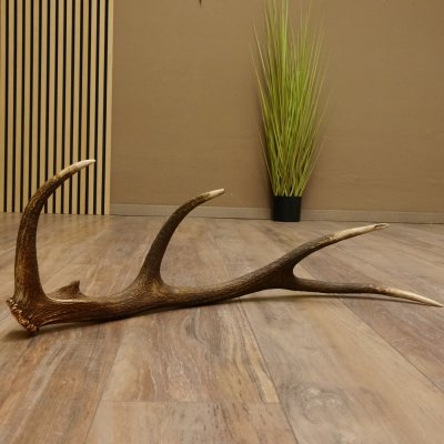 Rothirsch Stange 10 ender Gewicht 1,19 kg Länge 75 cm Hirsch Abwurfstange 71.1.187