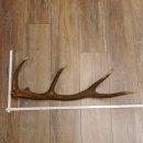 Rothirsch Stange 10 ender Gewicht 1,19 kg Länge 75...