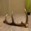 Rothirsch Stange 10 ender Gewicht 1,19 kg Länge 75 cm Hirsch Abwurfstange 71.1.187