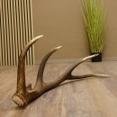 Rothirsch Stange 10 ender Gewicht 1,19 kg Länge 75 cm Hirsch Abwurfstange 71.1.187