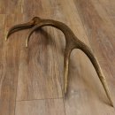 Rothirsch Stange 10 ender Gewicht 1,19 kg Länge 75 cm Hirsch Abwurfstange 71.1.187