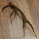 Rothirsch Stange 10 ender Gewicht 1,19 kg Länge 75 cm Hirsch Abwurfstange 71.1.187