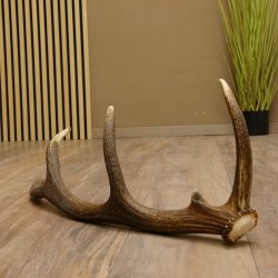 Rothirsch Stange 10 ender Gewicht 1,19 kg Länge 75 cm Hirsch Abwurfstange 71.1.187