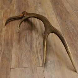 Rothirsch Stange 10 ender Gewicht 1,19 kg Länge 75 cm Hirsch Abwurfstange 71.1.187