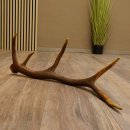 Rothirsch Stange 10 ender Gewicht 0,62 kg Länge 61...