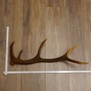 Rothirsch Stange 10 ender Gewicht 0,62 kg Länge 61...