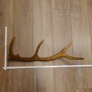 Rothirsch Stange 10 ender Gewicht 0,83 kg Länge 67 cm Hirsch Abwurfstange 71.1.189