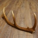 Rothirsch Stange 10 ender Gewicht 0,83 kg Länge 67 cm Hirsch Abwurfstange 71.1.189