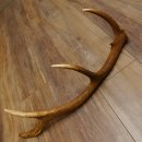 Rothirsch Stange 10 ender Gewicht 0,83 kg Länge 67 cm Hirsch Abwurfstange 71.1.189