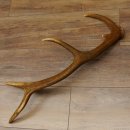 Rothirsch Stange 10 ender Gewicht 0,83 kg Länge 67 cm Hirsch Abwurfstange 71.1.189