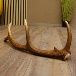 Rothirsch Stange 10 ender Gewicht 0,83 kg Länge 67 cm Hirsch Abwurfstange 71.1.189