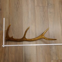 Rothirsch Stange 10 ender Gewicht 0,83 kg Länge 67 cm Hirsch Abwurfstange 71.1.189