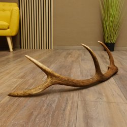 Rothirsch Stange 10 ender Gewicht 0,83 kg Länge 67 cm Hirsch Abwurfstange 71.1.189