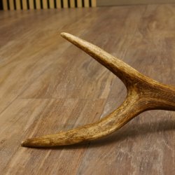 Rothirsch Stange 10 ender Gewicht 0,83 kg Länge 67 cm Hirsch Abwurfstange 71.1.189