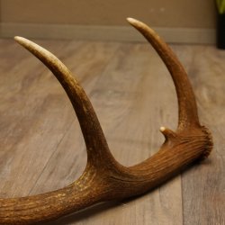 Rothirsch Stange 10 ender Gewicht 0,83 kg Länge 67 cm Hirsch Abwurfstange 71.1.189