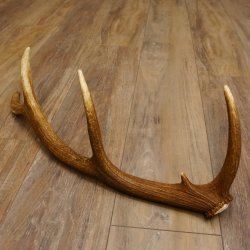 Rothirsch Stange 10 ender Gewicht 0,83 kg Länge 67 cm Hirsch Abwurfstange 71.1.189