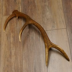 Rothirsch Stange 10 ender Gewicht 0,83 kg Länge 67 cm Hirsch Abwurfstange 71.1.189