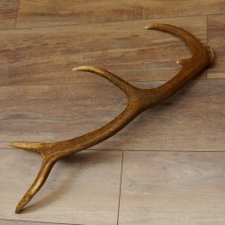 Rothirsch Stange 10 ender Gewicht 0,83 kg Länge 67 cm Hirsch Abwurfstange 71.1.189