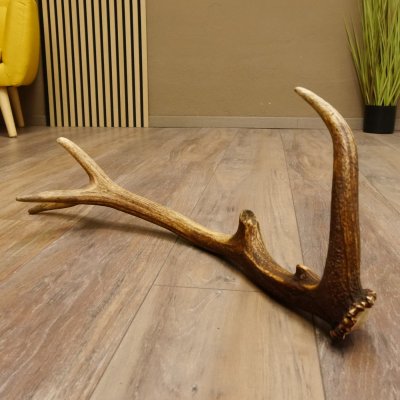 Rothirsch Stange 10 ender Gewicht 0,85 kg Länge 64 cm Hirsch Abwurfstange 71.1.190