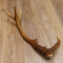 Rothirsch Stange 10 ender Gewicht 0,85 kg Länge 64 cm Hirsch Abwurfstange 71.1.190