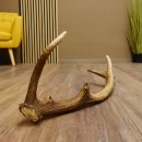 Rothirsch Stange 10 ender Gewicht 0,85 kg Länge 64 cm Hirsch Abwurfstange 71.1.190