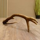 Rothirsch Stange 10 ender Gewicht 0,85 kg Länge 64 cm Hirsch Abwurfstange 71.1.190