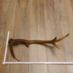 Rothirsch Stange 10 ender Gewicht 0,85 kg Länge 64 cm Hirsch Abwurfstange 71.1.190