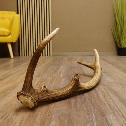 Rothirsch Stange 10 ender Gewicht 0,85 kg Länge 64 cm Hirsch Abwurfstange 71.1.190